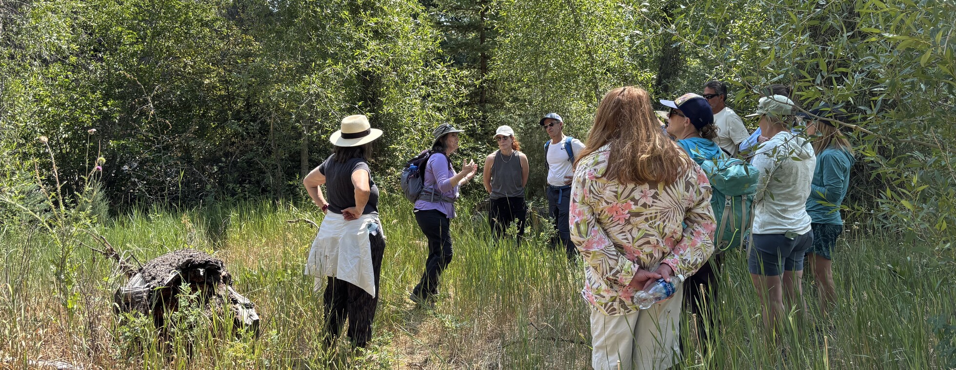Summer Forest Bathing